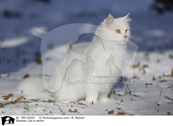 Siberian Cat in winter / RR-79404