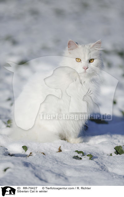 Siberian Cat in winter / RR-79427