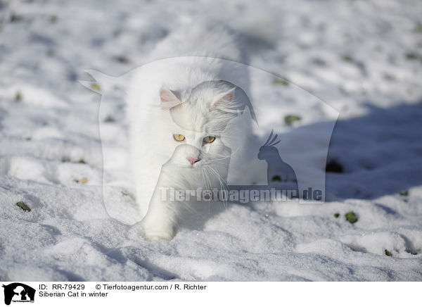 Siberian Cat in winter / RR-79429