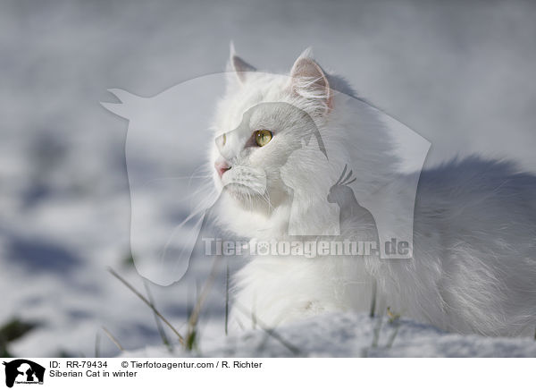 Siberian Cat in winter / RR-79434