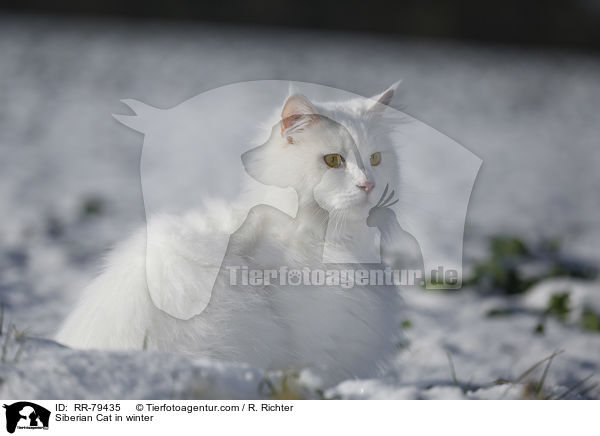 Siberian Cat in winter / RR-79435