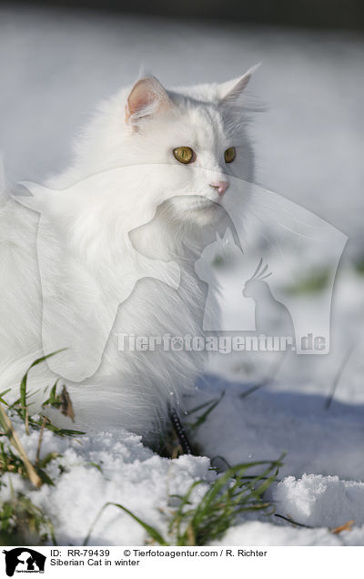 Siberian Cat in winter / RR-79439