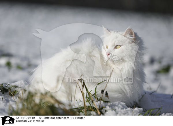 Siberian Cat in winter / RR-79440