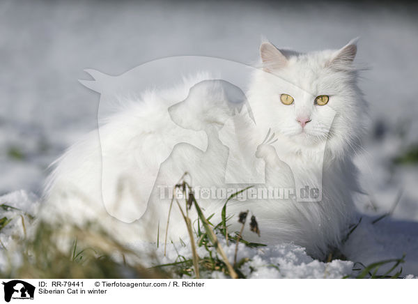 Siberian Cat in winter / RR-79441