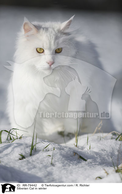 Siberian Cat in winter / RR-79442