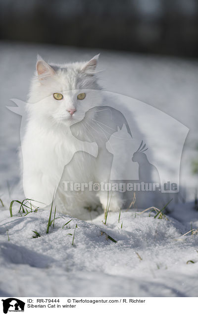 Siberian Cat in winter / RR-79444