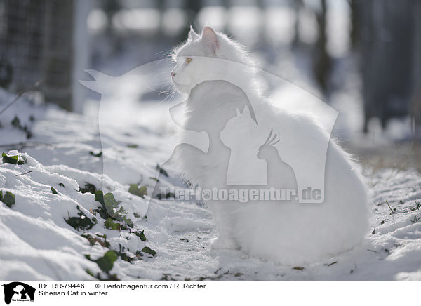 Siberian Cat in winter / RR-79446