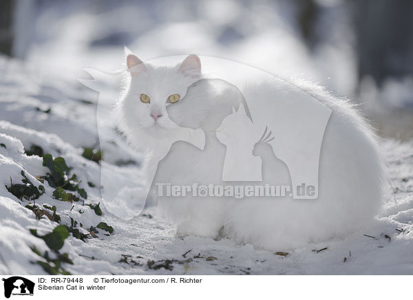 Siberian Cat in winter / RR-79448