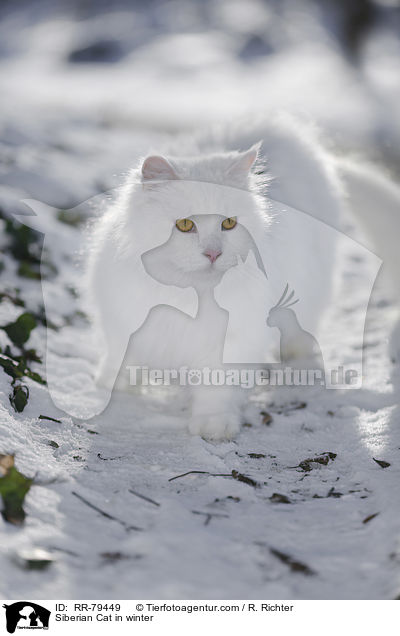 Siberian Cat in winter / RR-79449
