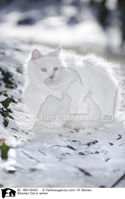 Siberian Cat in winter / RR-79450
