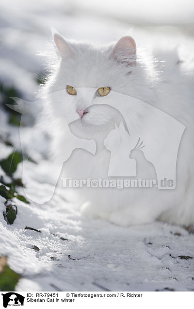 Siberian Cat in winter / RR-79451