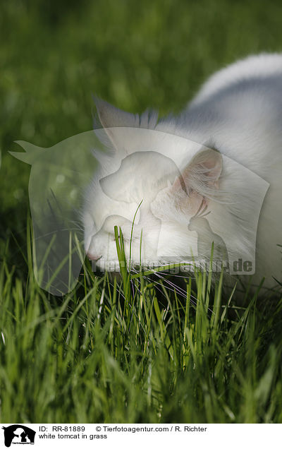 white tomcat in grass / RR-81889