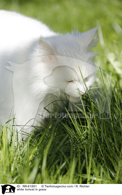 weier Kater im Gras / white tomcat in grass / RR-81891
