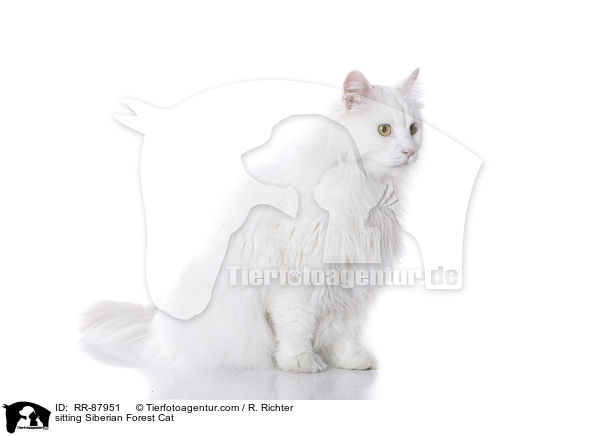 sitting Siberian Forest Cat / RR-87951