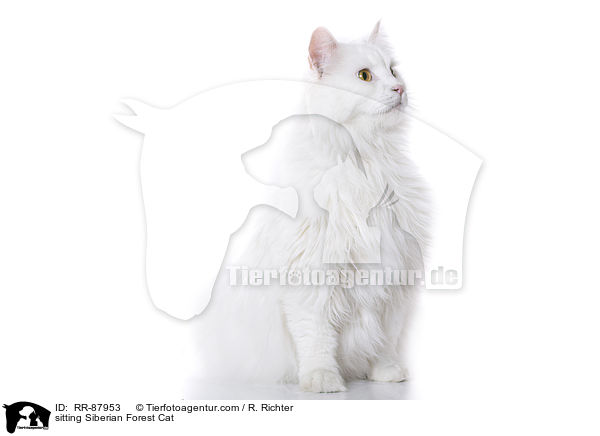 sitting Siberian Forest Cat / RR-87953