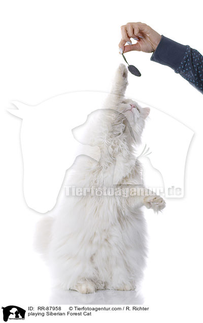 playing Siberian Forest Cat / RR-87958