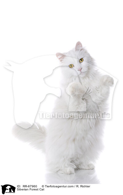 Siberian Forest Cat / RR-87960
