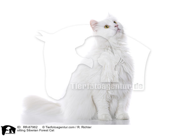 sitting Siberian Forest Cat / RR-87962