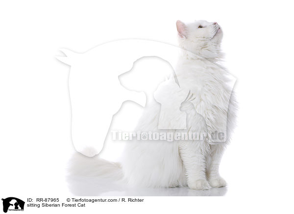 sitting Siberian Forest Cat / RR-87965