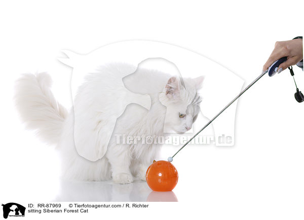sitting Siberian Forest Cat / RR-87969