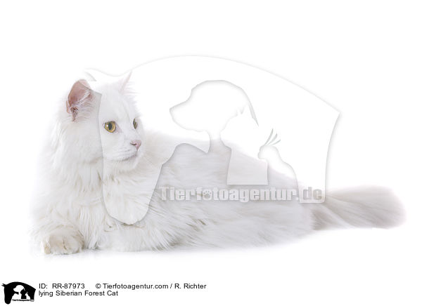 lying Siberian Forest Cat / RR-87973