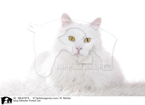 lying Siberian Forest Cat / RR-87975