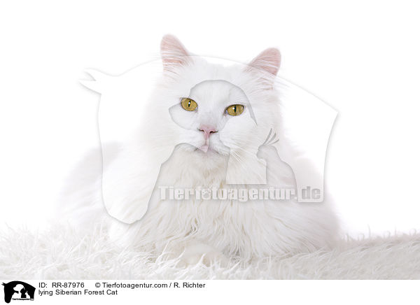 lying Siberian Forest Cat / RR-87976