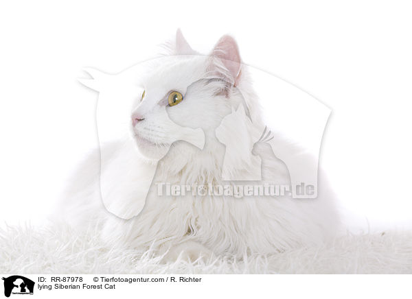 lying Siberian Forest Cat / RR-87978