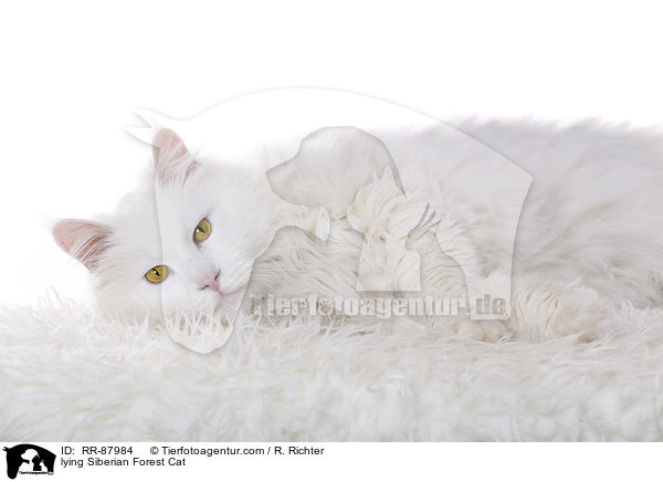 lying Siberian Forest Cat / RR-87984