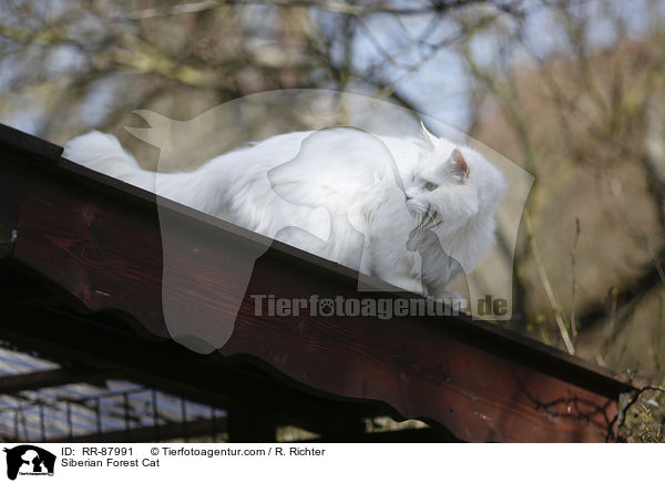 Siberian Forest Cat / RR-87991
