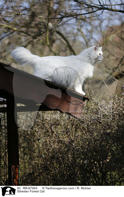 Siberian Forest Cat / RR-87993