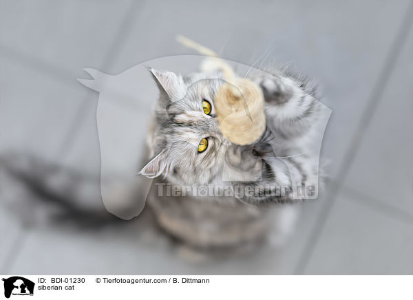 siberian cat / BDI-01230