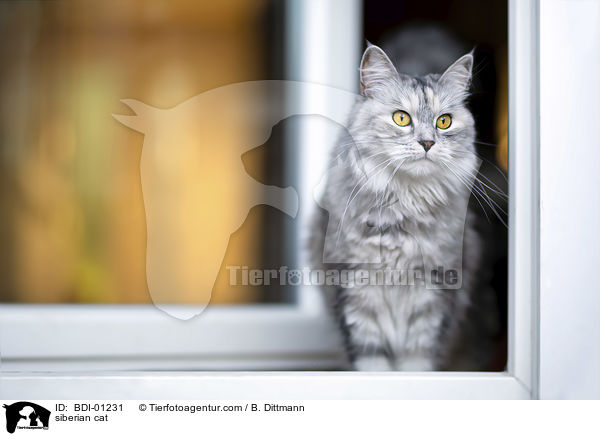 siberian cat / BDI-01231