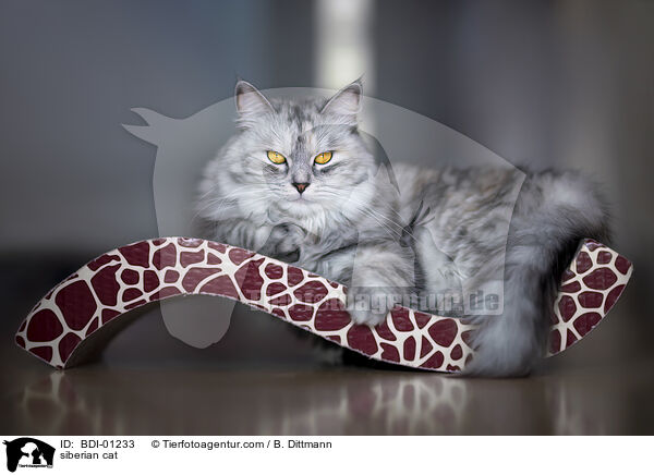 siberian cat / BDI-01233