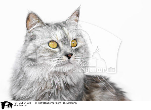 siberian cat / BDI-01236