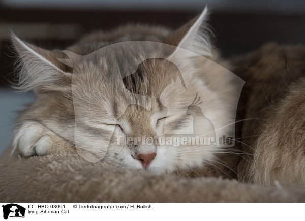 lying Siberian Cat / HBO-03091