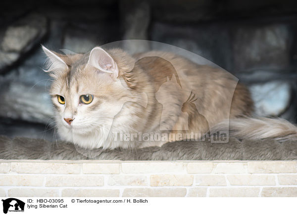 lying Siberian Cat / HBO-03095