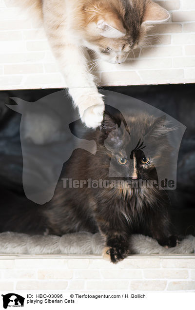 playing Siberian Cats / HBO-03096
