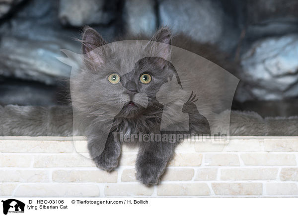 lying Siberian Cat / HBO-03106