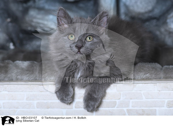 lying Siberian Cat / HBO-03107