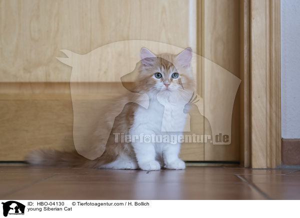 young Siberian Cat / HBO-04130