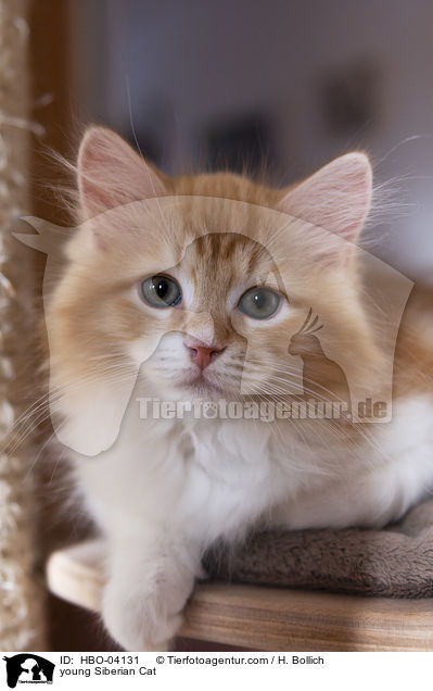 young Siberian Cat / HBO-04131