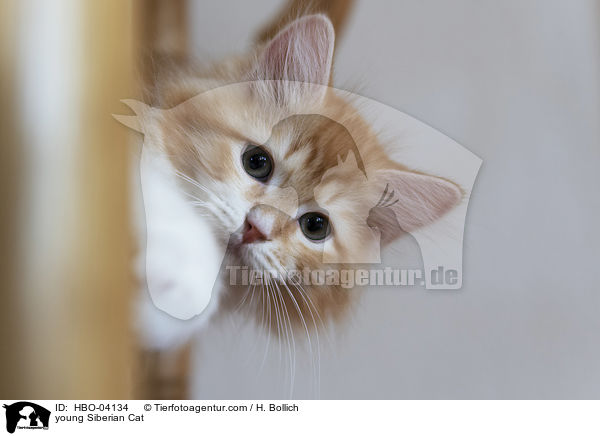 young Siberian Cat / HBO-04134