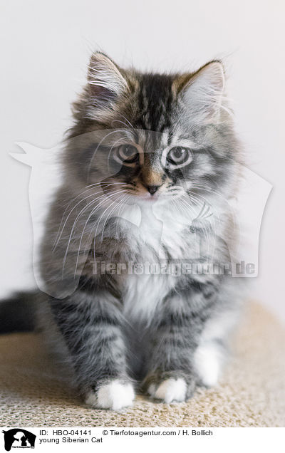 young Siberian Cat / HBO-04141