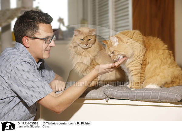 man with Siberian Cats / RR-103592