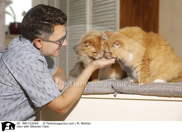 man with Siberian Cats / RR-103594