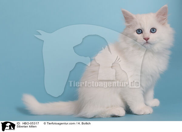 Sibirisches Ktzchen / Siberian kitten / HBO-05317