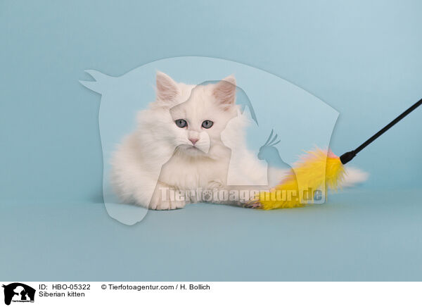 Sibirisches Ktzchen / Siberian kitten / HBO-05322
