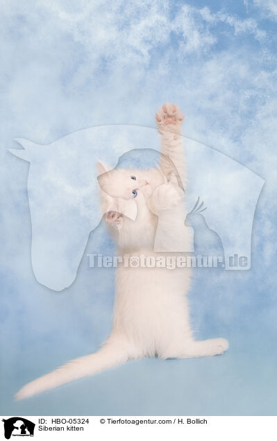 Sibirisches Ktzchen / Siberian kitten / HBO-05324