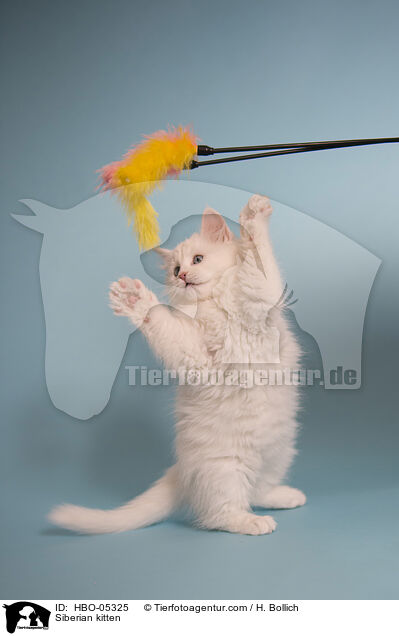 Sibirisches Ktzchen / Siberian kitten / HBO-05325